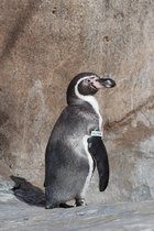 140px-Humboldt Penguin adult.jpg