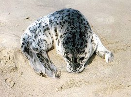 270px-Harbor seal.jpg