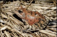 200px-Red-legged frog.gif