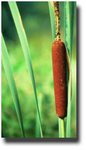 150px-Cattail.jpg