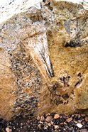 186px-Riversleigh Fossil Deposits.jpg