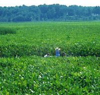 200px-Jug bay marsh.jpg