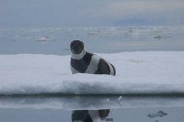 260px-Ribbon seal 1.jpg