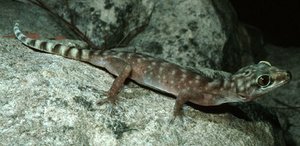 300px-Aa0701 giant cave gecko.jpg