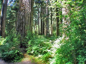 300px-Temperaterainforests3.jpg