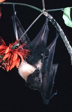 220px-Guam flying fox.jpg