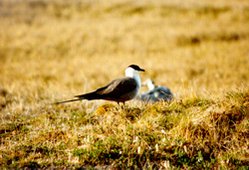 249px-Long tailed jaeger (Stercorarius longicaudus), north of Tabor, Sakha Republic, Russia.jpg