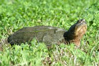 200px-Common Snapping Turtle.jpg