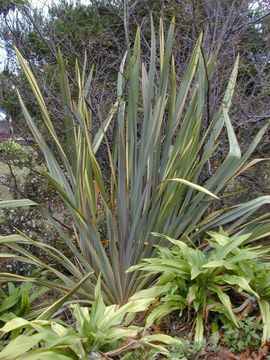 New-zealand-flax.jpg