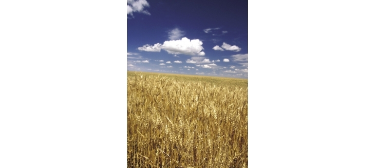 WheatField GEOSS2.jpg