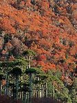 149px-Villarrica national park.jpg