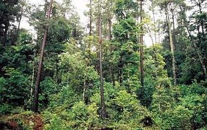 300px-Nt0308b lg.jpg