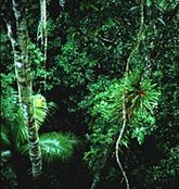 174px-Rio Napo, Peru.jpg