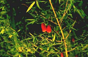 300px-Chilean flower.jpg