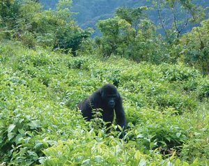 300px-Mountain gorilla.JPG