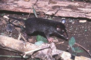 300px-Water opossum.jpg