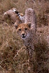 250px-Cheetah (Acinonyx Jubatus), Kenya.jpg