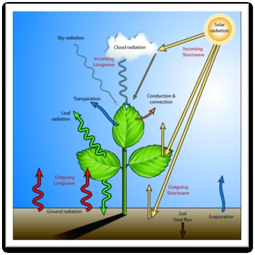 Environmental biophysics.png.jpeg