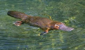 290px-Ornithorhynchus anatinus PLATYPUS.jpg