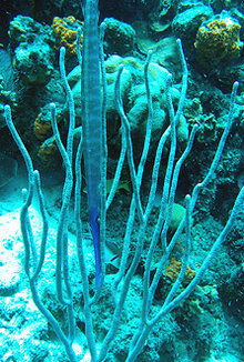 220px-Trumpetfish vertical.jpg