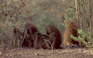 300px-Guinea baboon (Papio hamadryas papio), Senegal.jpg