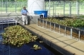 Aquaculture-M NOAA.jpg