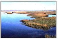 200px-Pfiesteria-estuary.jpg