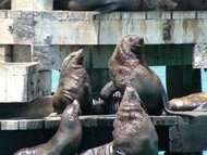 190px-South African Fur Seal 1.jpg