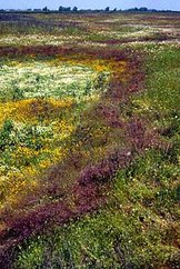 242px-Sacramento National Wildlife Refuge, USA.jpg