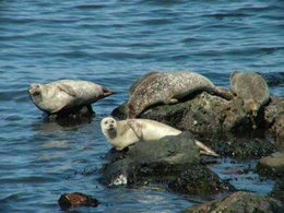 260px-Harbor seal 1.jpg