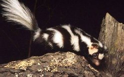 249px-Western spotted skunk.jpg