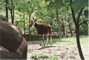 300px-Okapi Okapi.jpg