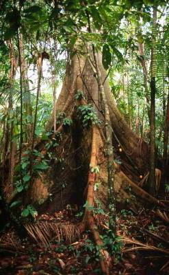 Butress-tree-in-the-flooded-coastal-forest-near-belem--brazil.jpg