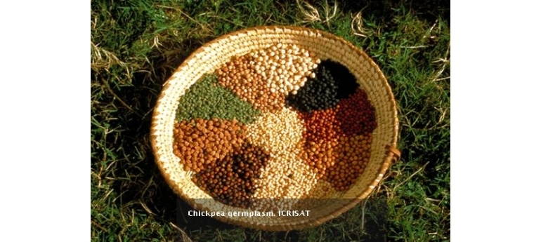 Chick pea2 CGIAR.JPG