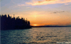 230px-Reindeer2.gif
