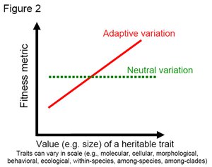 300px-Figure2 evolution.jpg