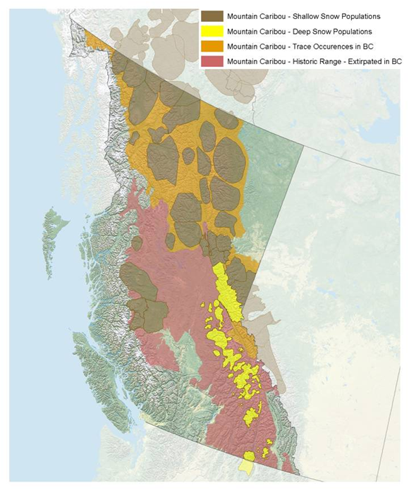 Mountain-caribou-distribution-map.png