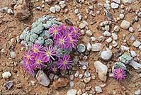 An unusual quartz gravel ecosystem in the Succulent Karoo supports high levels of plant endemism and diversity. There are 116 species of the succulent genus Conophytum in the hotspot, including the C. minutum pictured here. © C. Paterson-Jones