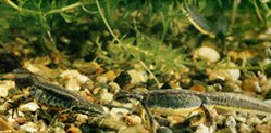 249px-Carpathian Newt (Triturus montandoni), Ukraine.jpg