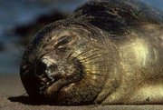 180px-Northern elephant seal 1.jpg