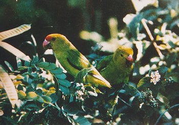 350px-Lovebird.jpg