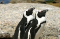 African penguins Boulder Bay 1.jpg