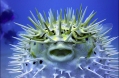 The puffer fish.jpg