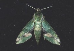 250px-Sphinx moth.jpg