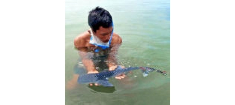 Whale shark ASEAN Centre for Biodiversity.jpg