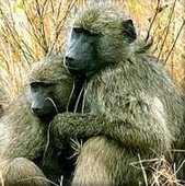 170px-Chacma baboon.jpg