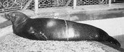 180px-Carribean monk seal 1.jpg