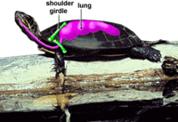 200px-Turtleresp.gif