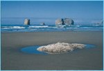 150px-OlympicCoast tidepools.jpg