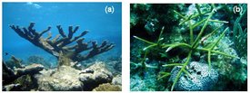 275px-Figure 2 Two acroporid corals.jpg